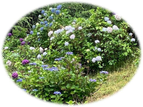 池之浦大起 ブローチ 紫陽花 きつ