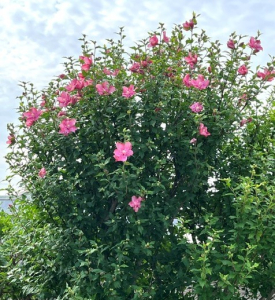 71.jpg