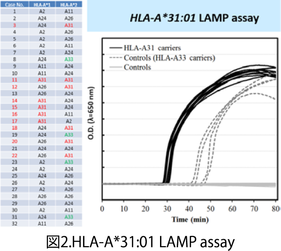 図2.HLA-A*31:01 LAMP assay